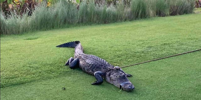 Alligator being captured