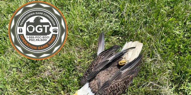 A bald eagle was found dead in Pennsylvania