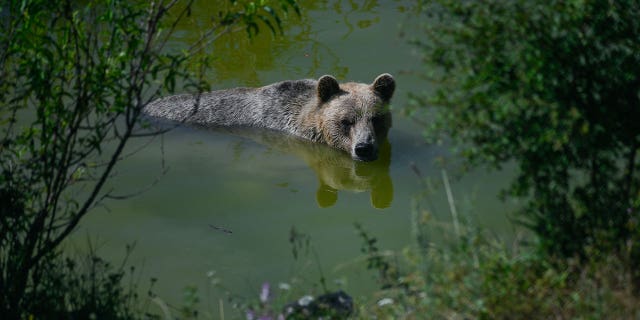 brown bear swims