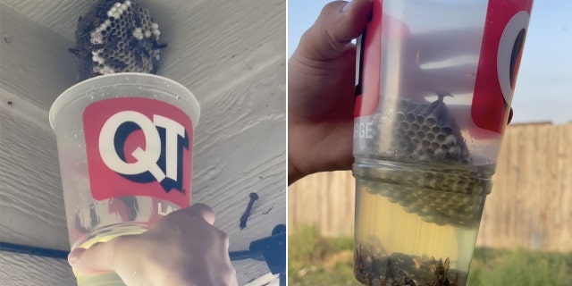 wasp killing trend in cup