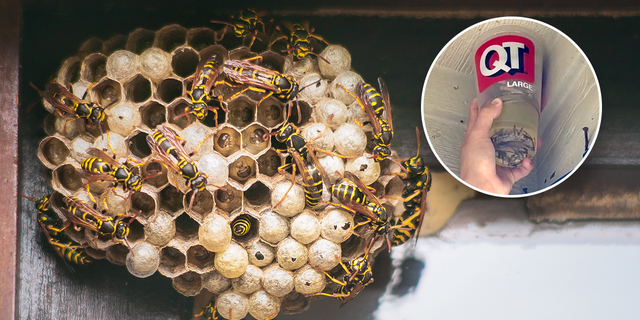 wasp nest and gas in a cup