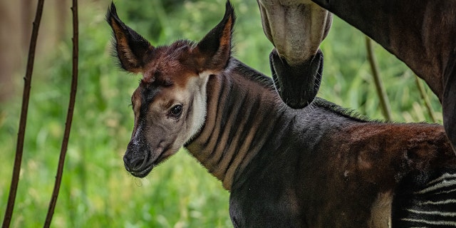 rare okapi calf