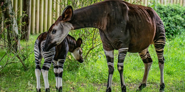 rare okapi calf