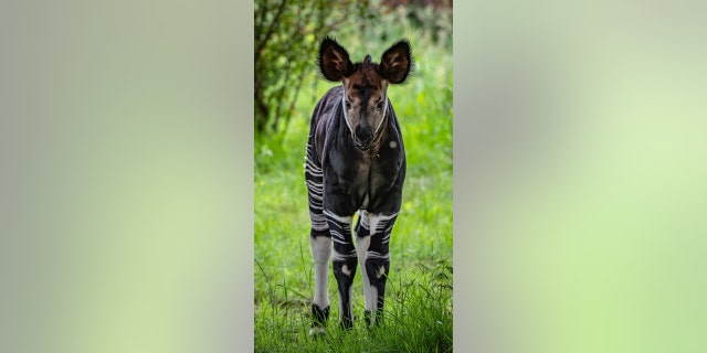 rare okapi calf at Chester Zoo