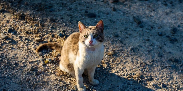 Katze sitzt