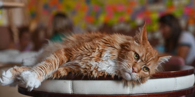 Katze liegt