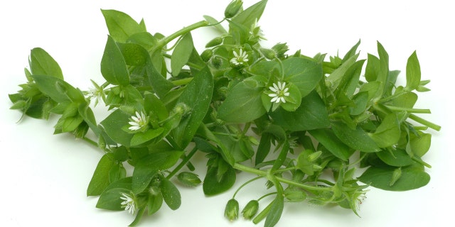 Chickweed