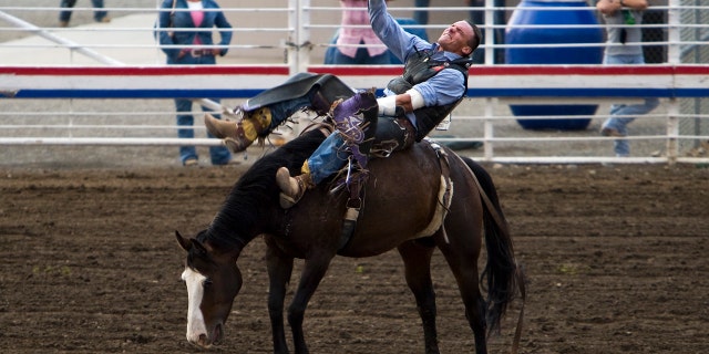 A cowboy at the Cody Nite Rodeo in Wyoming