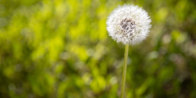 A single dandelion