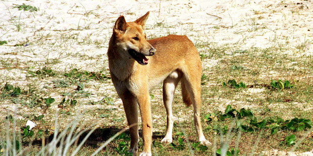 Dingo