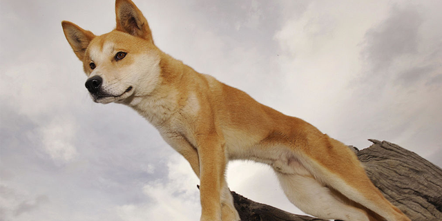 Dingo in Australia