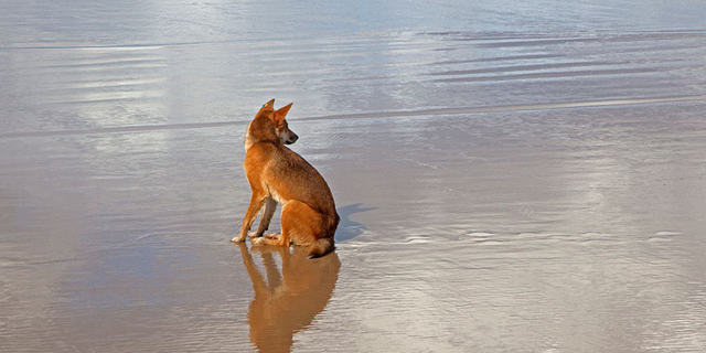 Dingo on island of K’gari in Queensland, Australia