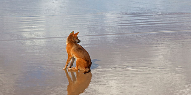 Dingo on island of K’gari in Queensland, Australia