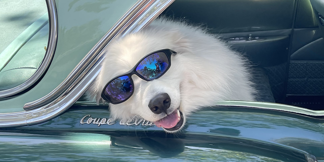White dog sticking head out window of cadillac