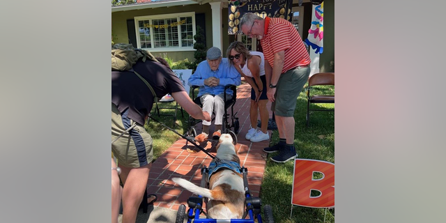 Dog with bad back going up to moore