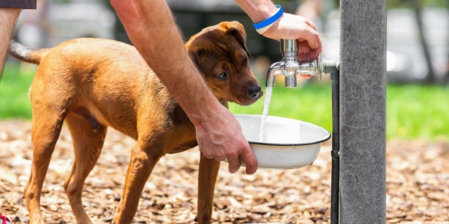 Dog drinking water
