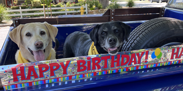 Two dogs ride in bed of blue truck with happy birthday sign