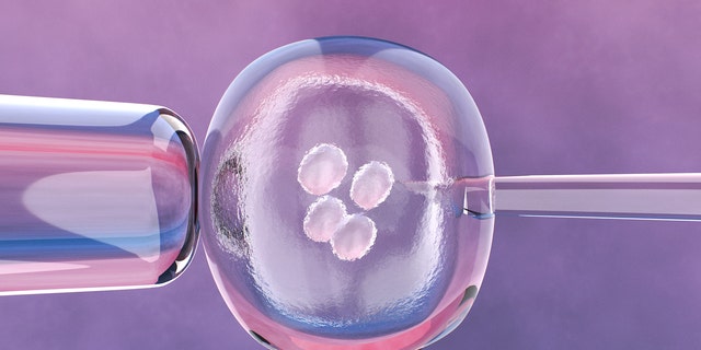 Embryonic cells