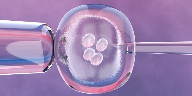 Embryonic cells