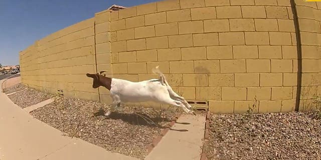 Goat running on bodycam