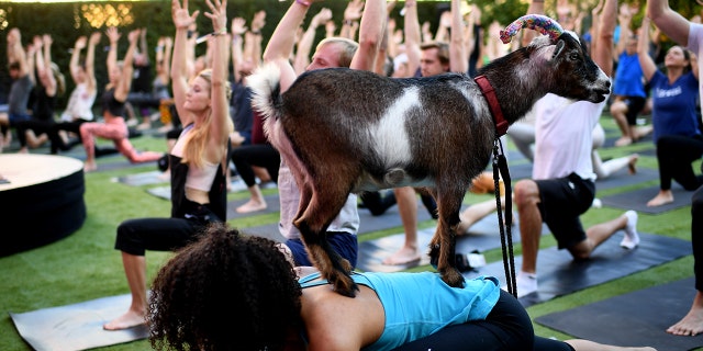 A goat climbing on top of participate of yoga class