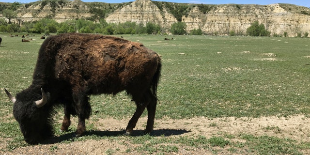 Grazing bison