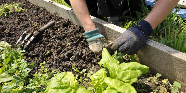 Weeds rising in your backyard? Establish, take away and stop them