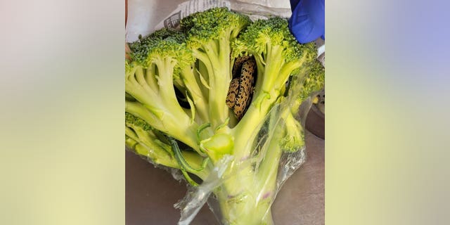 snake found in broccoli