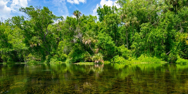 Alexander Springs in Ocala National Forest.