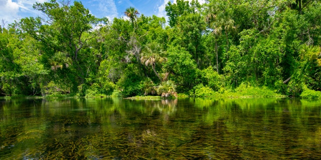 Alexander Springs in Ocala National Forest.