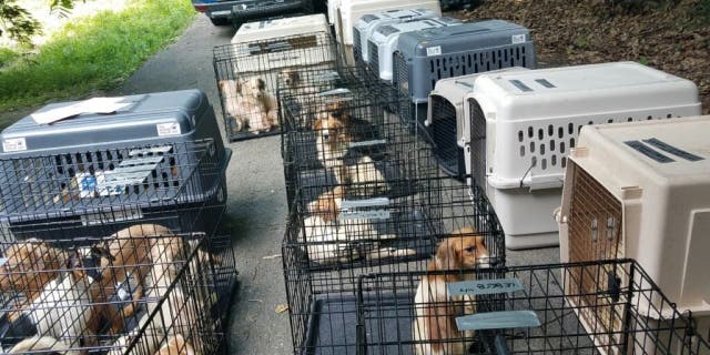 Crates of rescued dogs