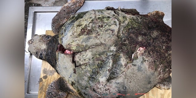 injured loggerhead turtle