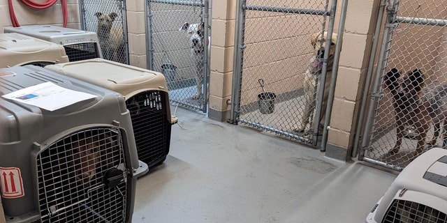 The Humane Society for Tacoma & Pierce County pet kennels