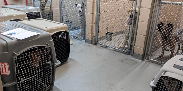 The Humane Society for Tacoma & Pierce County pet kennels