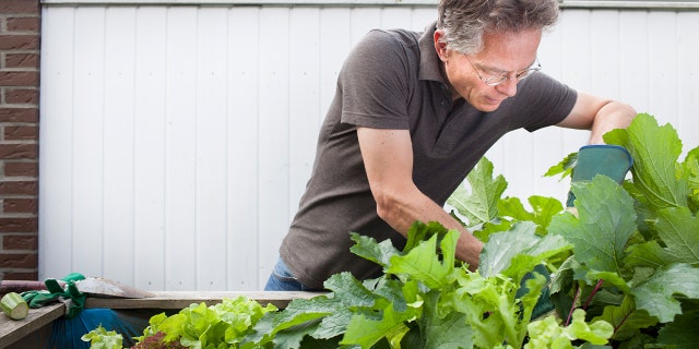 A man weeding his garden