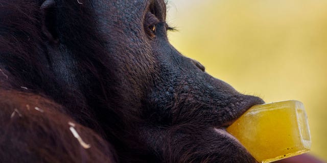 orangutan eats cold treat
