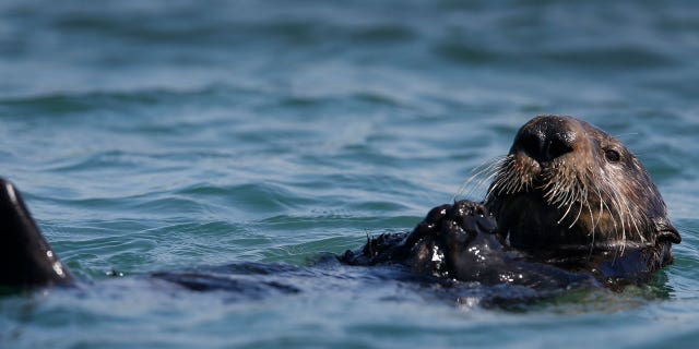 sea otter