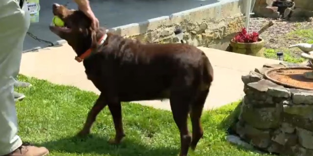 Tucker the lab with tennis ball