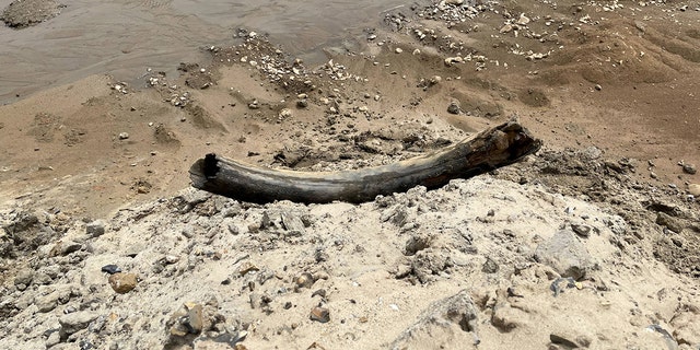 Mammoth tusk find