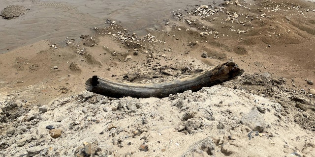 Mammoth tusk find