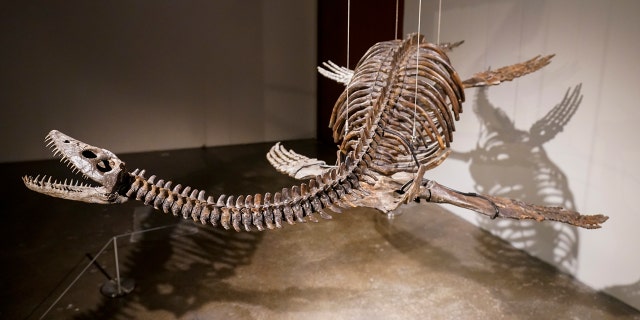 Plesiosaur skeleton