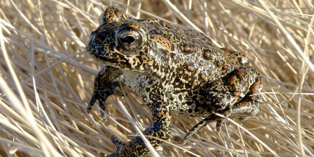 Dixie Valley toad