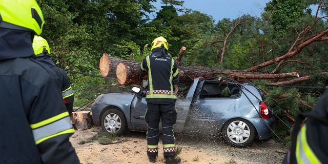 firefighters remove tree from car