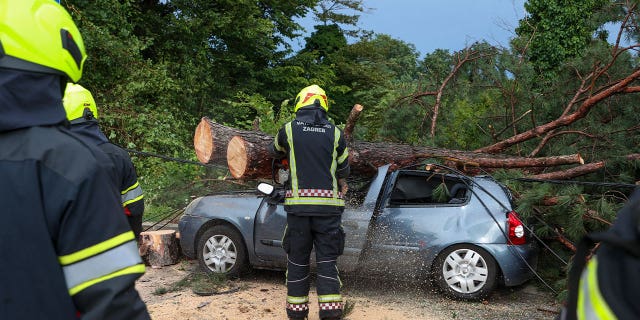 firefighters remove tree from car