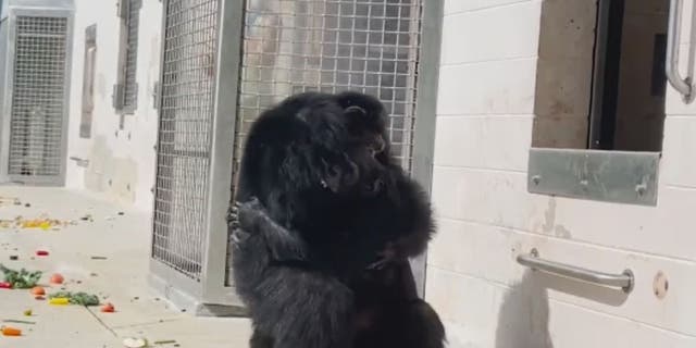 Chimps hugging each other