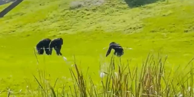 Chimps grazing in field