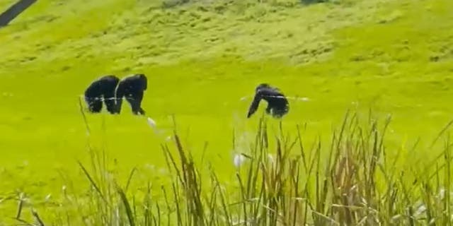 Chimps grazing in field