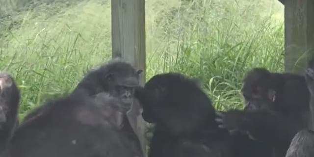 Chimps sitting together outside