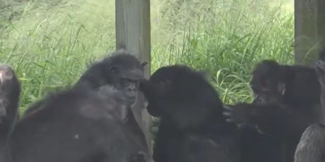 Chimps sitting together outside