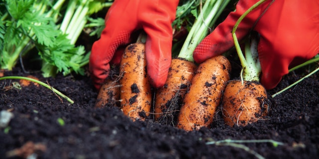 Vegetable garden